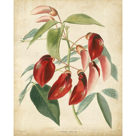 Tropical Floral I White Modern Wood Framed Art Print by Edmonston and Douglas