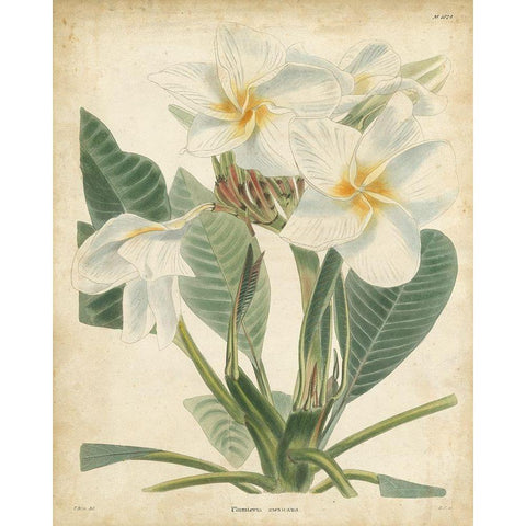 Tropical Floral II Gold Ornate Wood Framed Art Print with Double Matting by Edmonston and Douglas