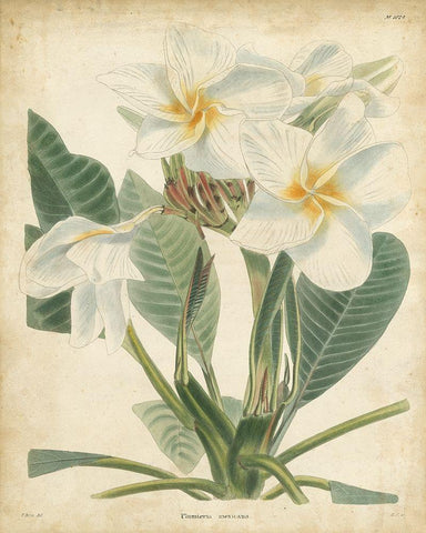 Tropical Floral II Black Ornate Wood Framed Art Print with Double Matting by Edmonston and Douglas