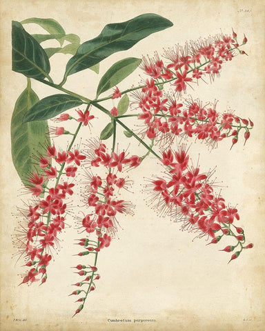 Tropical Floral III Black Ornate Wood Framed Art Print with Double Matting by Edmonston and Douglas