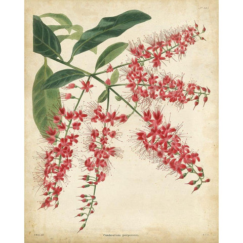 Tropical Floral III Black Modern Wood Framed Art Print by Edmonston and Douglas