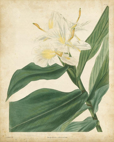 Tropical Floral IV White Modern Wood Framed Art Print with Double Matting by Edmonston and Douglas