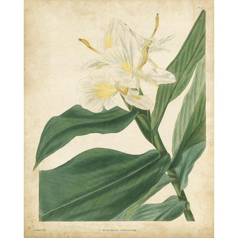 Tropical Floral IV Gold Ornate Wood Framed Art Print with Double Matting by Edmonston and Douglas