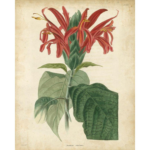 Tropical Floral V White Modern Wood Framed Art Print by Edmonston and Douglas