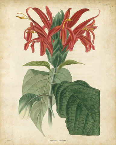Tropical Floral V Black Ornate Wood Framed Art Print with Double Matting by Edmonston and Douglas