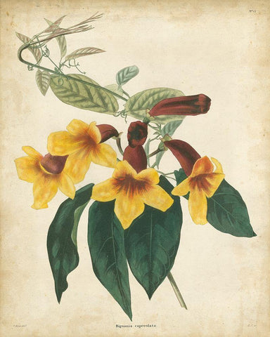 Tropical Floral VI Black Ornate Wood Framed Art Print with Double Matting by Edmonston and Douglas