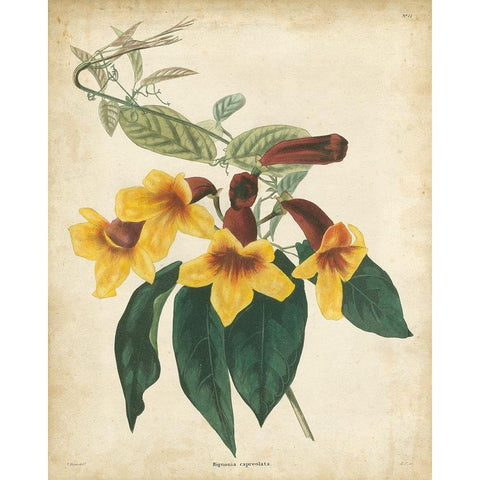 Tropical Floral VI Gold Ornate Wood Framed Art Print with Double Matting by Edmonston and Douglas