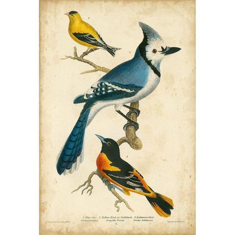 Wilsons Blue Jay White Modern Wood Framed Art Print by Wilson, Alexander
