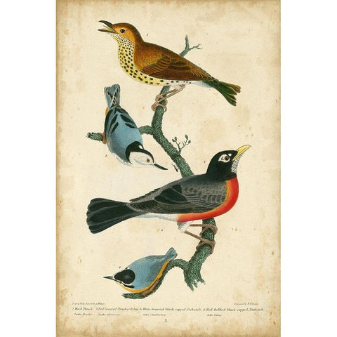 Wilsons Wood Thrush Black Modern Wood Framed Art Print with Double Matting by Wilson, Alexander
