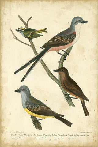 Wilsons Flycatcher Black Ornate Wood Framed Art Print with Double Matting by Wilson, Alexander