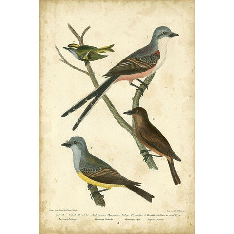 Wilsons Flycatcher White Modern Wood Framed Art Print by Wilson, Alexander