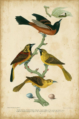 Wilsons Orchard Oriole Black Ornate Wood Framed Art Print with Double Matting by Wilson, Alexander