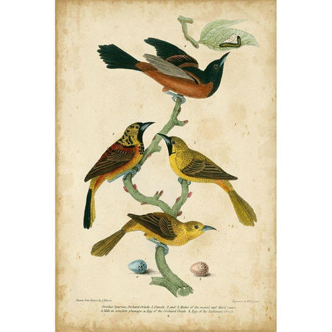 Wilsons Orchard Oriole Black Modern Wood Framed Art Print with Double Matting by Wilson, Alexander