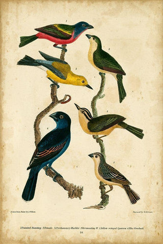 Wilsons Painted Bunting Black Ornate Wood Framed Art Print with Double Matting by Wilson, Alexander