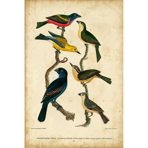 Wilsons Painted Bunting Black Modern Wood Framed Art Print by Wilson, Alexander