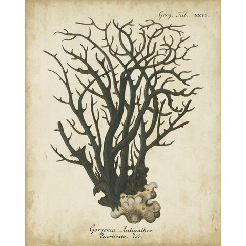 Esper Antique Coral I Black Modern Wood Framed Art Print with Double Matting by Esper, Johann