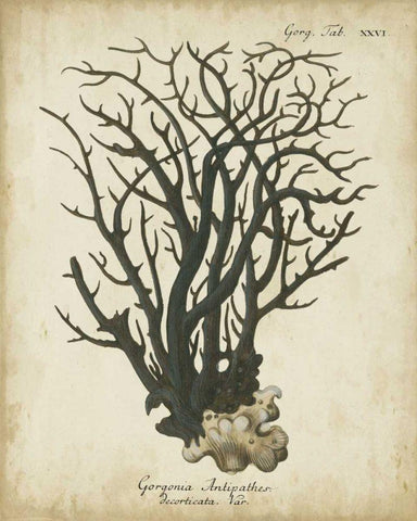 Esper Antique Coral I White Modern Wood Framed Art Print with Double Matting by Esper, Johann