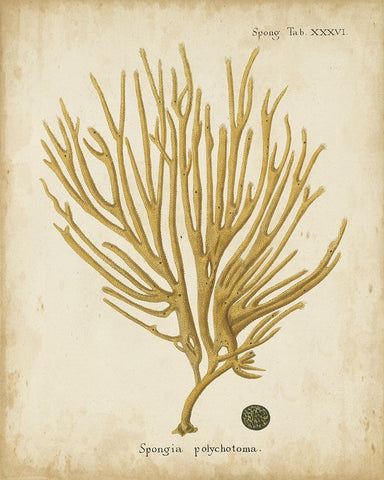 Esper Antique Coral IV White Modern Wood Framed Art Print with Double Matting by Esper, Johann