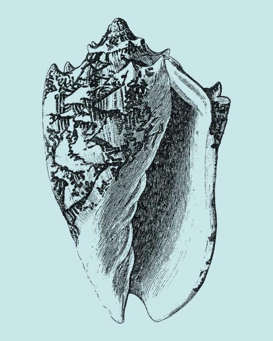 Image Only