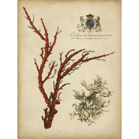 Imperial Coral I White Modern Wood Framed Art Print by Vision Studio