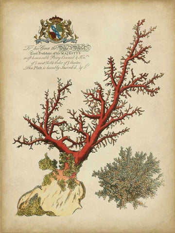 Imperial Coral II Black Ornate Wood Framed Art Print with Double Matting by Vision Studio