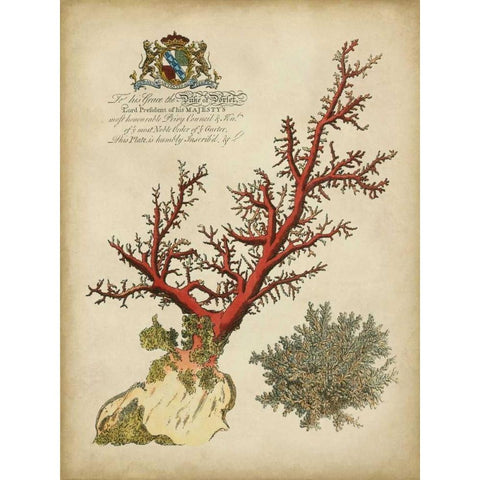 Imperial Coral II Black Modern Wood Framed Art Print by Vision Studio