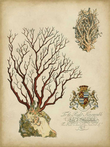 Imperial Coral III Black Ornate Wood Framed Art Print with Double Matting by Vision Studio