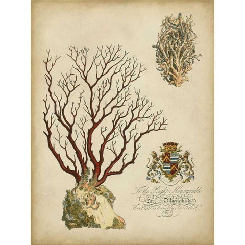 Imperial Coral III White Modern Wood Framed Art Print by Vision Studio