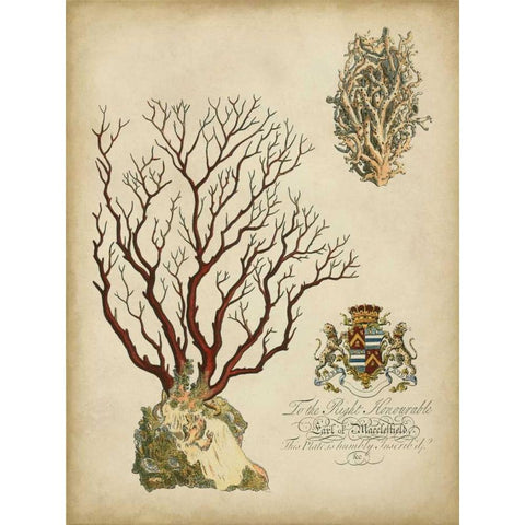 Imperial Coral III Black Modern Wood Framed Art Print with Double Matting by Vision Studio