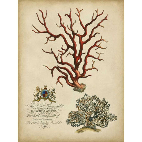 Imperial Coral IV Black Modern Wood Framed Art Print with Double Matting by Vision Studio