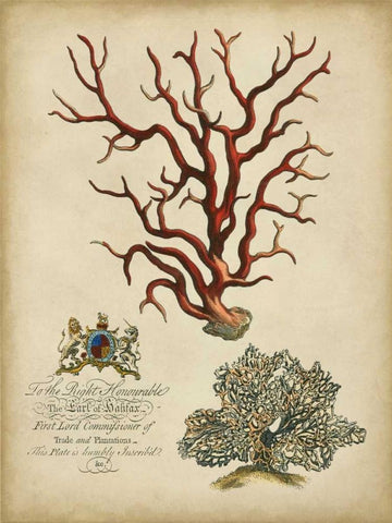 Imperial Coral IV Black Ornate Wood Framed Art Print with Double Matting by Vision Studio