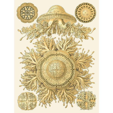 Sophisticated Sealife I Gold Ornate Wood Framed Art Print with Double Matting by Haeckel, Ernst