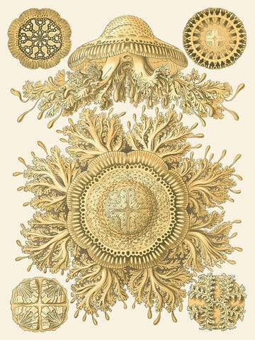 Sophisticated Sealife I White Modern Wood Framed Art Print with Double Matting by Haeckel, Ernst