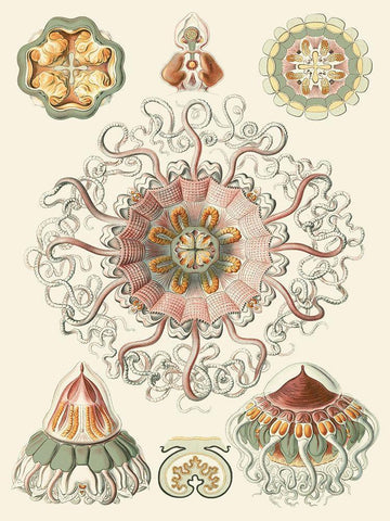 Sophisticated Sealife II Black Ornate Wood Framed Art Print with Double Matting by Haeckel, Ernst