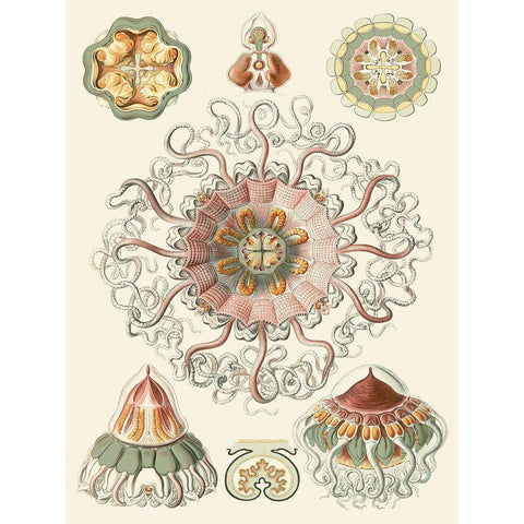Sophisticated Sealife II Black Modern Wood Framed Art Print with Double Matting by Haeckel, Ernst