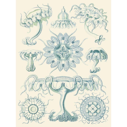 Sophisticated Sealife III White Modern Wood Framed Art Print by Haeckel, Ernst
