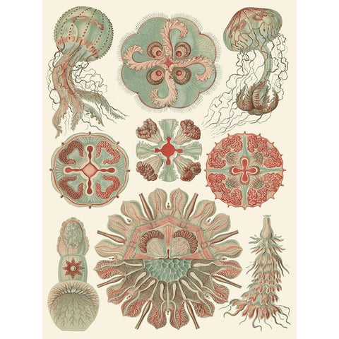 Sophisticated Sealife IV White Modern Wood Framed Art Print by Haeckel, Ernst