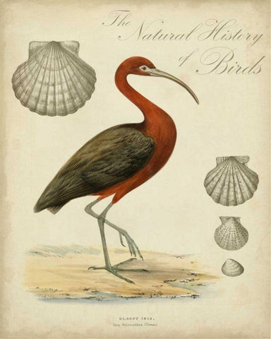 Heron Anthology II Black Ornate Wood Framed Art Print with Double Matting by Vision Studio