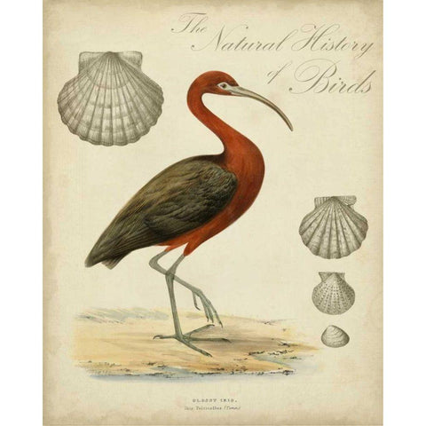 Heron Anthology II Black Modern Wood Framed Art Print by Vision Studio