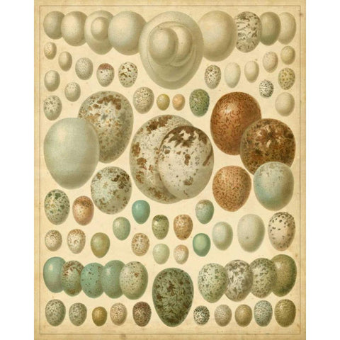 Vintage Bird Eggs I Black Modern Wood Framed Art Print by Meyers
