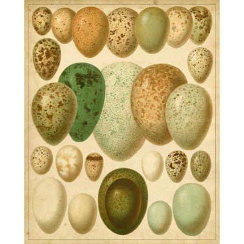 Vintage Bird Eggs II Gold Ornate Wood Framed Art Print with Double Matting by Meyers