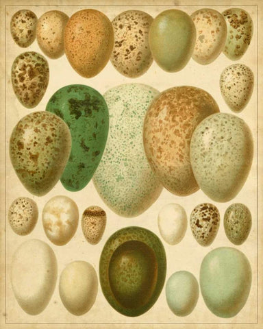Vintage Bird Eggs II White Modern Wood Framed Art Print with Double Matting by Meyers