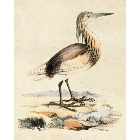 Antique Heron I White Modern Wood Framed Art Print by Unknown