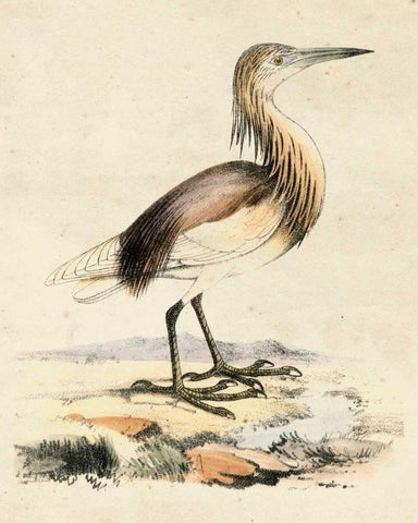 Antique Heron I Black Ornate Wood Framed Art Print with Double Matting by Unknown