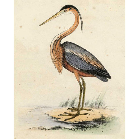 Antique Heron II Gold Ornate Wood Framed Art Print with Double Matting by Unknown