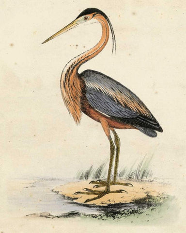 Antique Heron II White Modern Wood Framed Art Print with Double Matting by Unknown