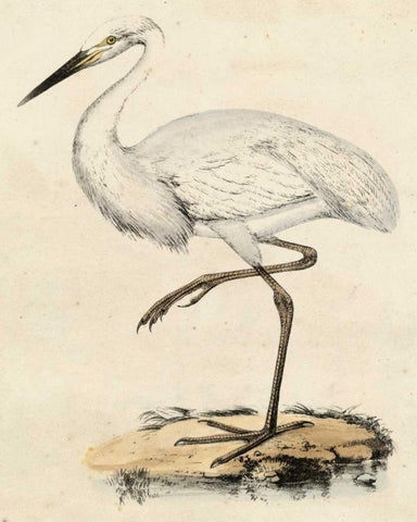 Antique Heron III White Modern Wood Framed Art Print with Double Matting by Unknown