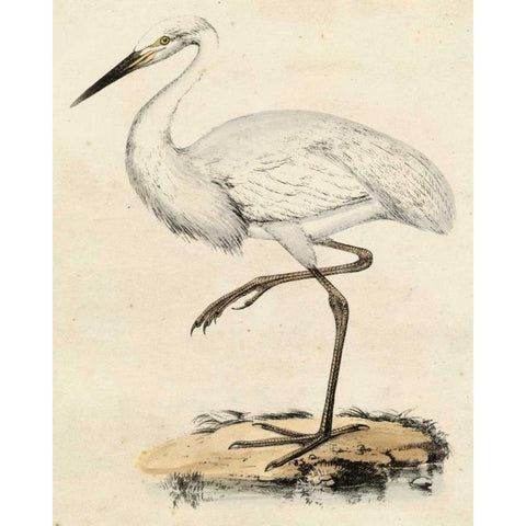 Antique Heron III White Modern Wood Framed Art Print by Unknown