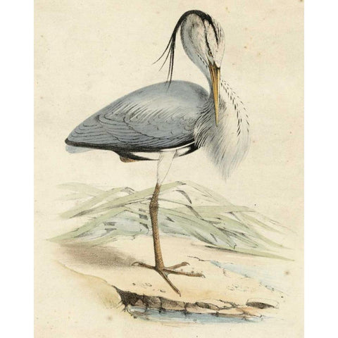 Antique Heron IV Black Modern Wood Framed Art Print with Double Matting by Unknown