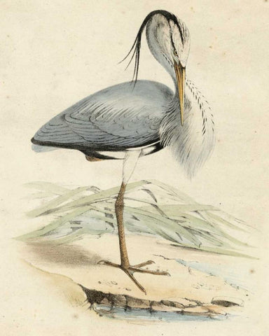 Antique Heron IV White Modern Wood Framed Art Print with Double Matting by Unknown